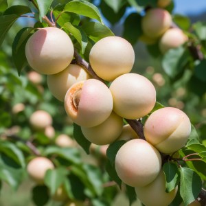 Canadian White Blenheim Apricot Google AI